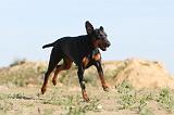 DOBERMANN 629